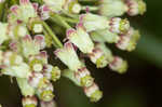 Green milkweed